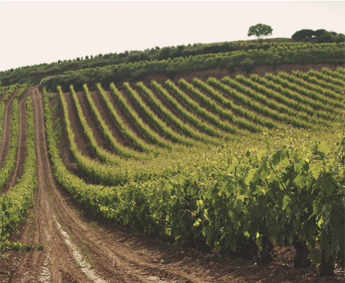 weinberge tradition bodegas riojanas DO Rioja